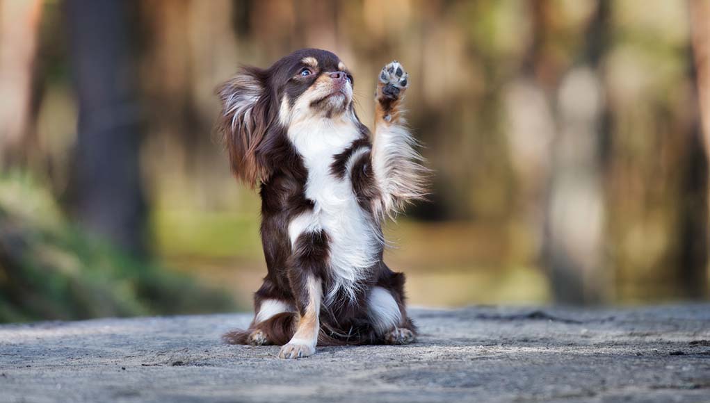 Tricks-for-Owners-to-Teach-Their-Dogs