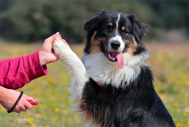 australian-shepherd-clicker-training-for-dogs-ss