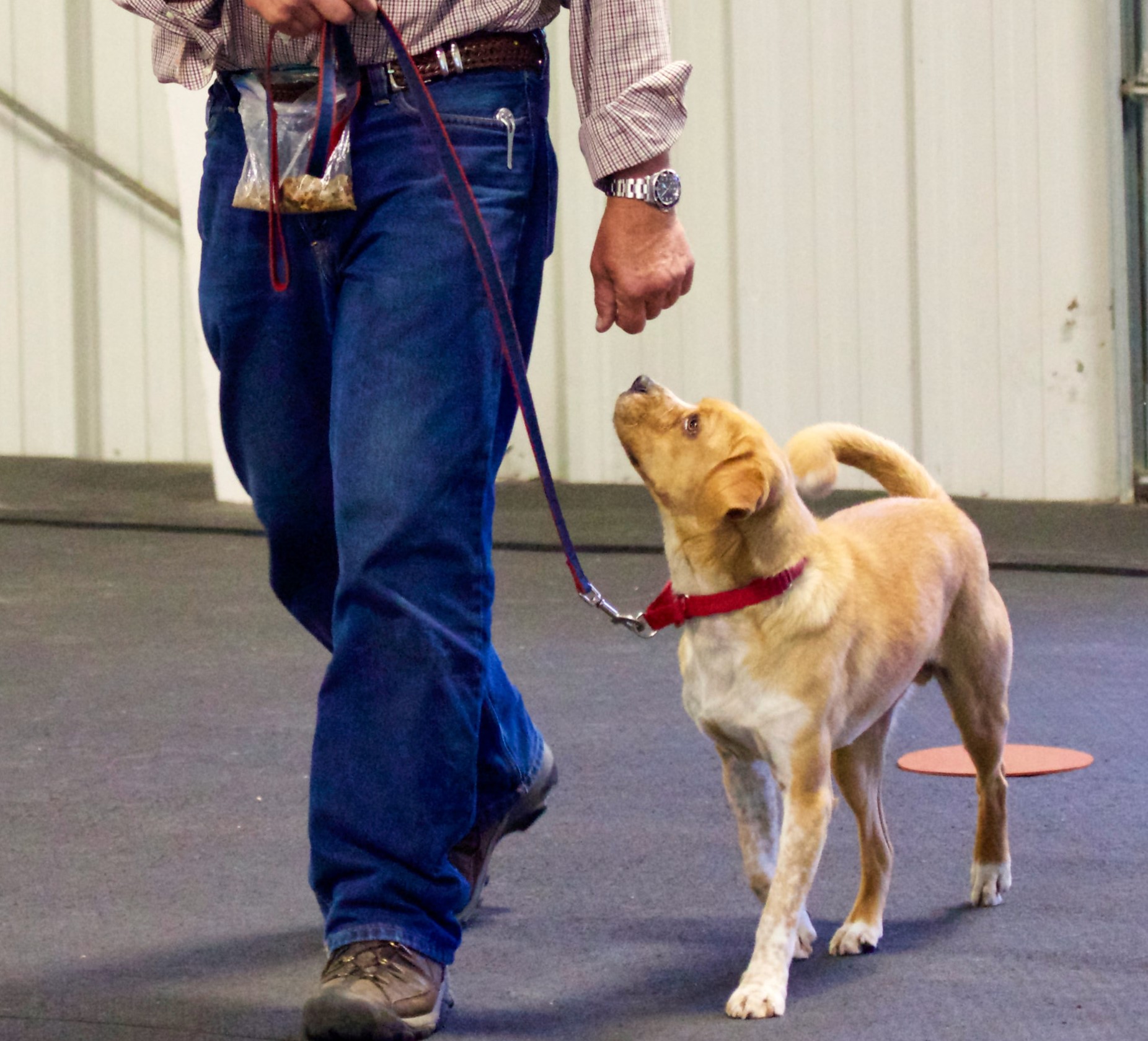 loose leash walking 2