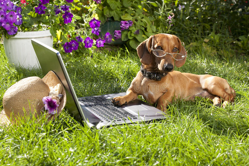 resources, dog-dachshund-laptop-computer-20981511